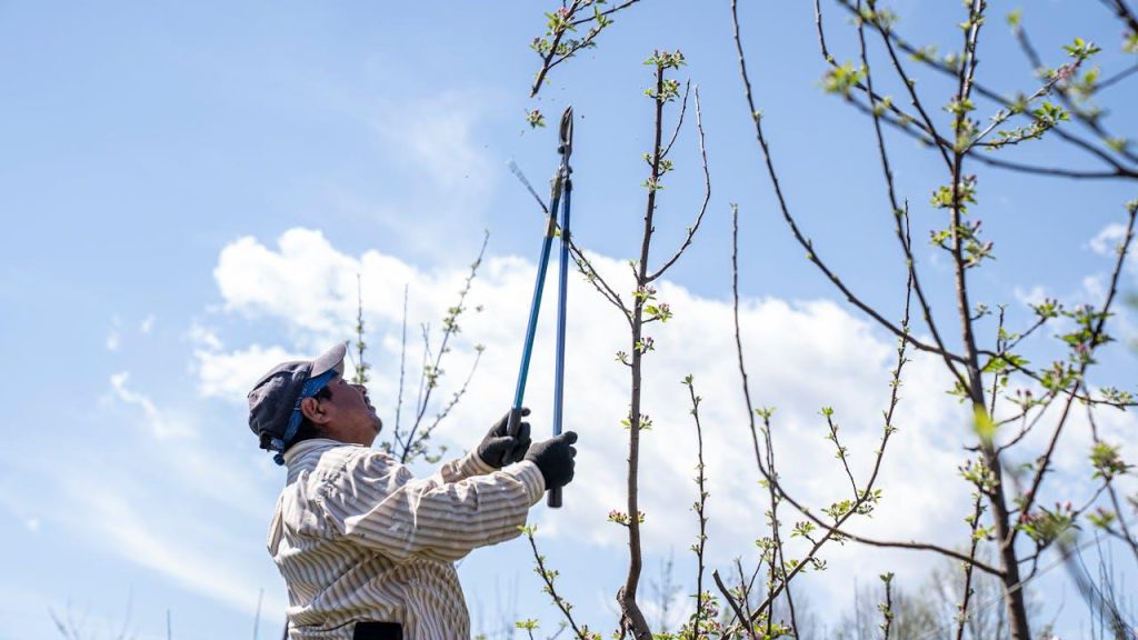 Gezonde groene boom in achtertuin met professionele boomverzorging en onderhoud