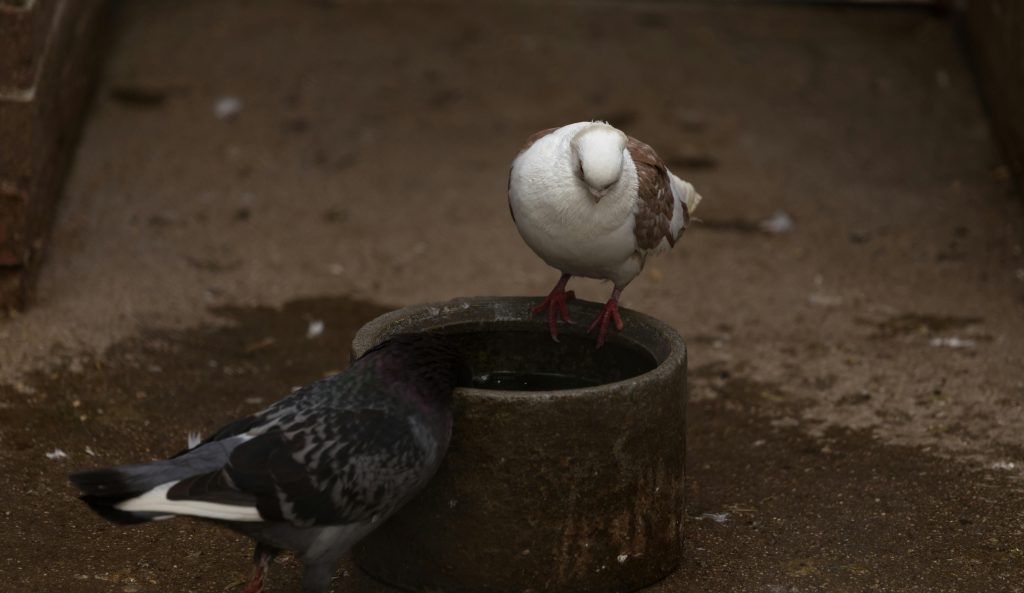 Assortiment vogelringen kiezen van verschillende maten voor postduiven, parkieten en kanaries