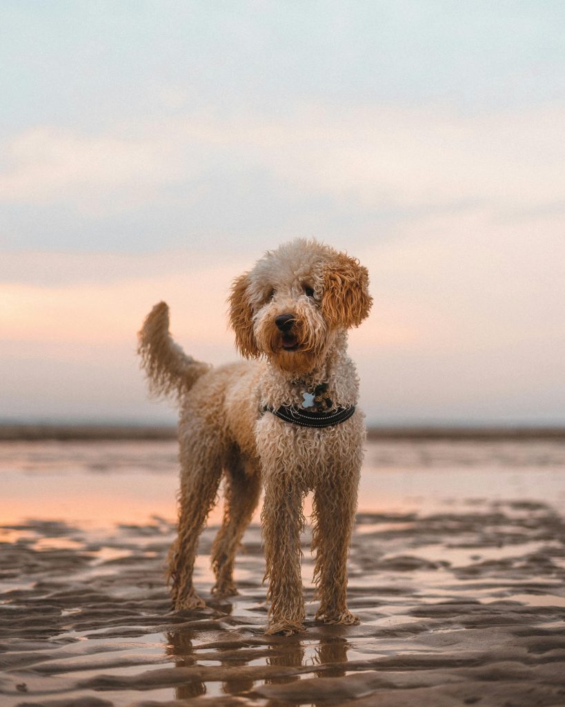 Uitzicht op het strand en duinen van Noord-Holland, ideaal voor een ontspannende kustvakantie even helemaal eruit aan zee