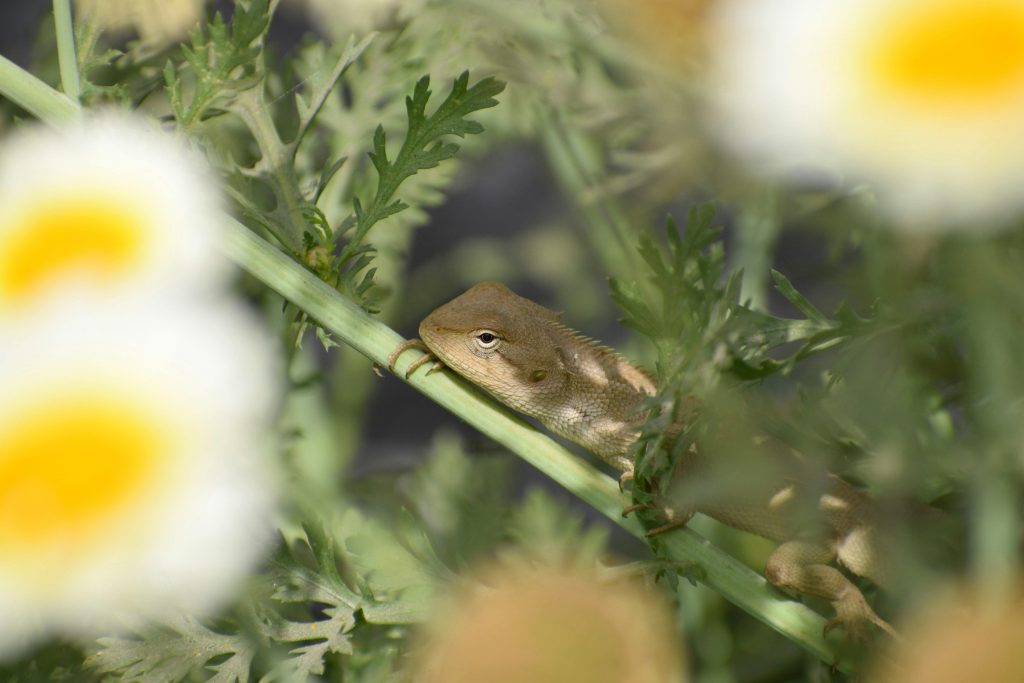 Vergelijking quickscan flora en fauna met uitgebreid ecologisch onderzoek voor bouwprojecten